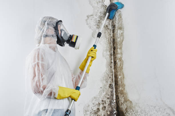 Best Mold Damage Restoration in Mcgaheysville, VA