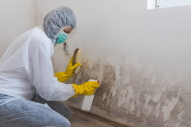 Mcgaheysville, VA Mold Removal Company